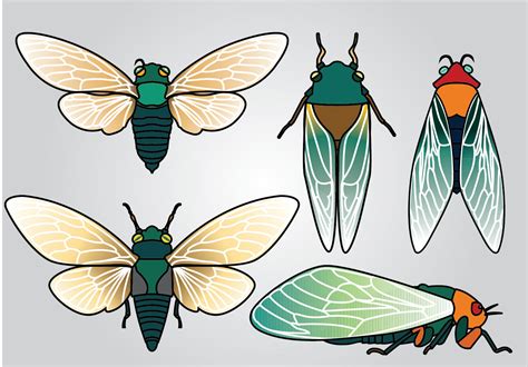 Cicada Vector Pack 164524 Vector Art At Vecteezy