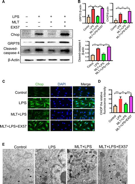 Frontiers Melatonin Promotes Sirtuin Expression And Inhibits Ire