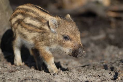 A baby wild boar :) : aww