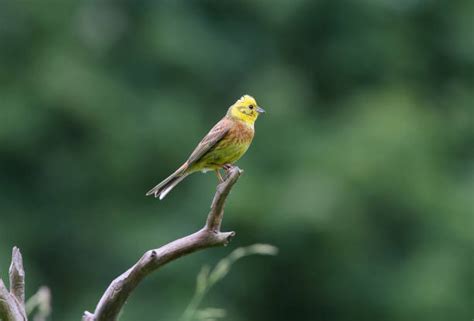 160+ Yellowhammer Female Stock Photos, Pictures & Royalty-Free Images ...