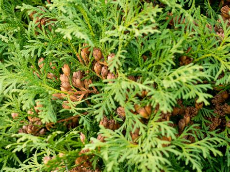 Kann Man Koniferen Im Herbst D Ngen Eine Sammlung Schoner Blumenbilder