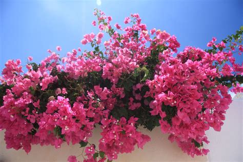 Aprenda Como Cultivar A Primavera Bougainvillea Na Sua Casa Confira