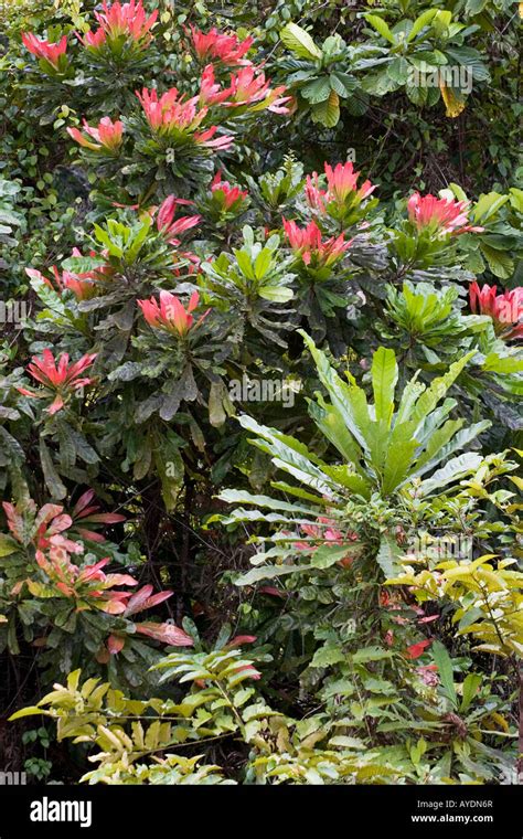 Evergreen Trees Bushes And Plants In Tropical African Rain Forest