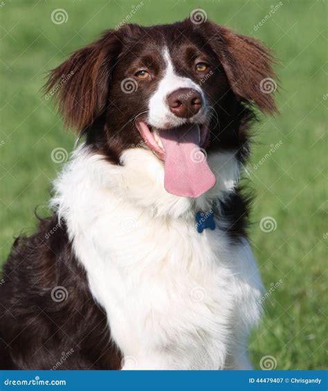 Brown Springer Spaniel Border Collie Mix