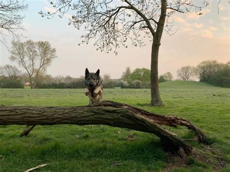 A Simple Introduction To Parkour For Dogs! - Rebarkable