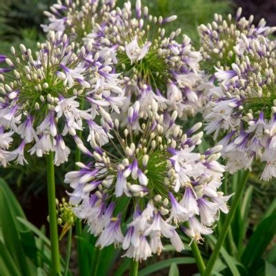 AGAPANTHUS Fireworks Horticulture Dumont