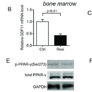 GDF11 regulates PPAR γ SUMOylation A Rosiglitazone 1 μM reduces