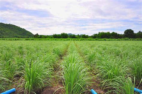 How To Plant And Grow Lemongrass Gardeners Path