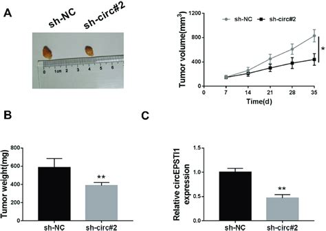 Circepsti Promotes The Tumor Growth Of Nsclc In Vivo A The Volume