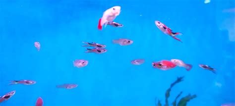 Endler Guppy Female Splashy Fin Live Fish Bangalore Only Shipping