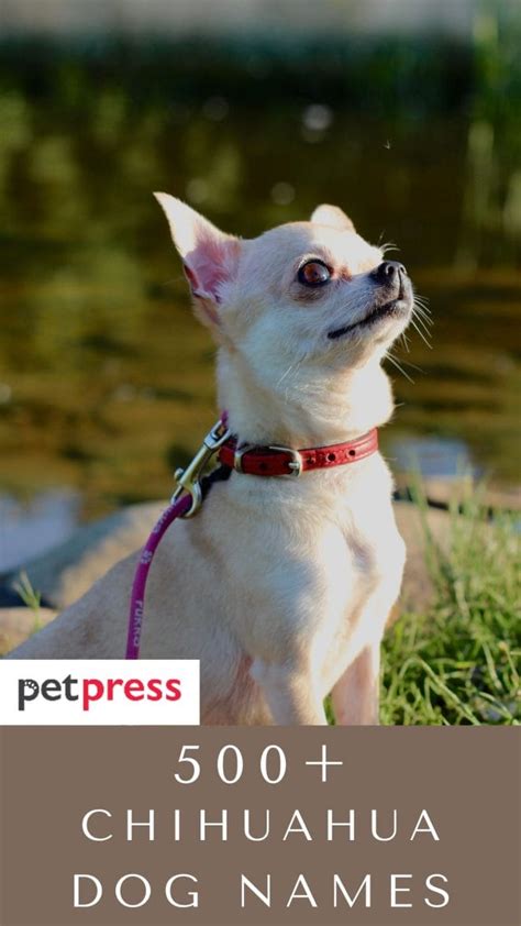 Chihuahua Dog Names - Over 500 Gorgeous Ideas! - PetPress