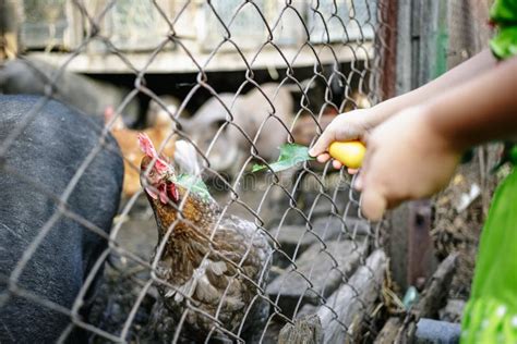 Feeding Vietnamese Pigs And Chickens On The Farm Stock Image Image