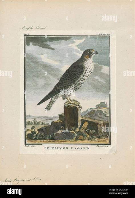 Peregrine falcon stoop hi-res stock photography and images - Alamy