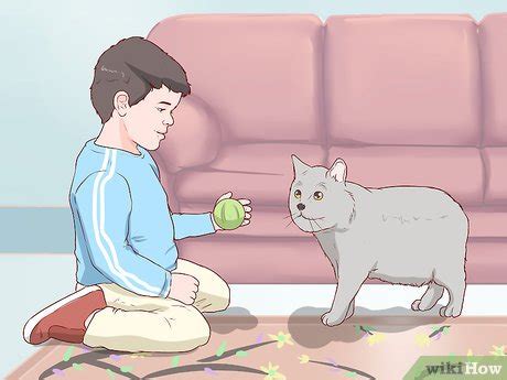 3 Ways to Care for a Cymric Cat - wikiHow Life