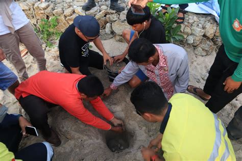 Tantangan Konservasi Penyu Sumbawa Barat Pejabat Hingga Pelajar Doyan