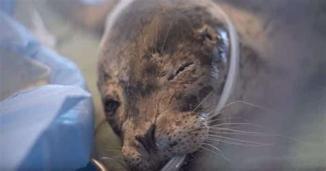 This Harbour Seal Was Shot In The Face And Possibly Blinded Vancouver