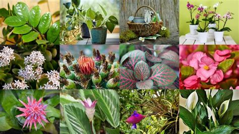 13 Best Winter Indoor Plants And Flowers Petal Talk