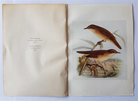 Reed Marsh Warbler Original Lithograph British Bird Print