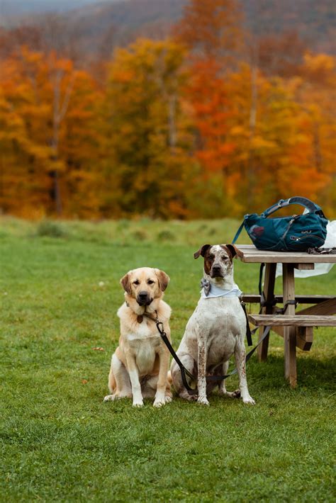 Peak Fall Foliage Elopement in Killington, Vermont — MoHo Photo