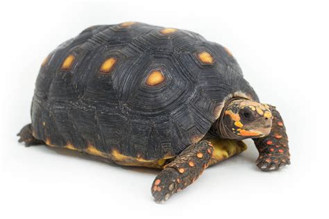 Tropical Tortoise Care Sheet Care Sheet: Food, Habitat, 45% OFF