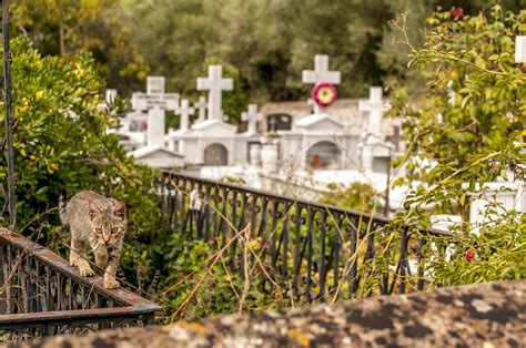 Cemetery Cat Feline - Free photo on Pixabay - Pixabay