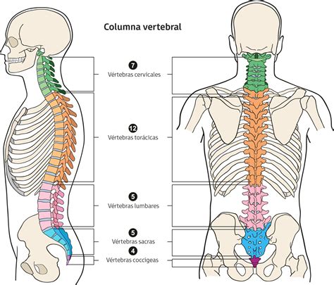 Dibujo De La Columna Vertebral Con Sus Partes