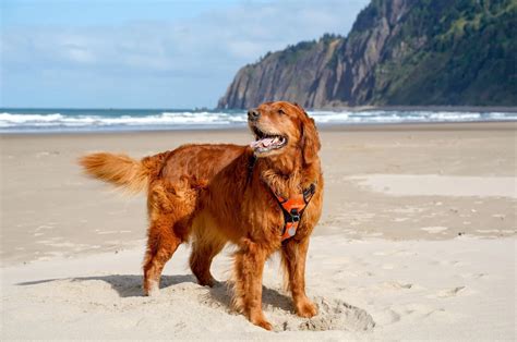 Red Golden Retriever: Things We Should Know About This Dog