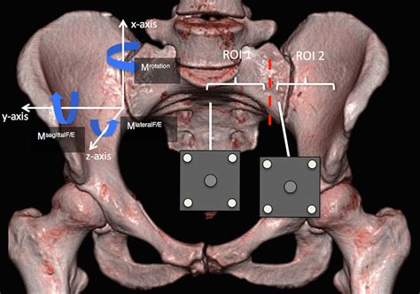 Pelvis Setup Specimen Coordinate System Convention At The Sacroiliac