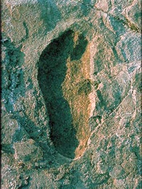 Australopithecus afarensis - Laetoli footprint