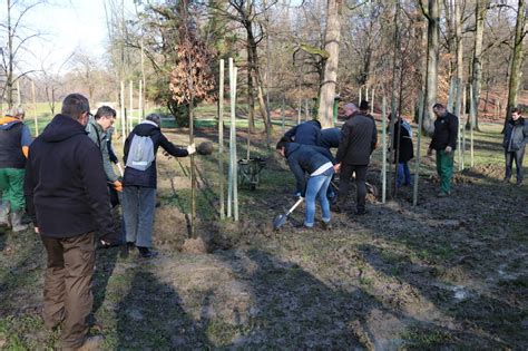 Sadnja Stabala U Parku Maksimir Priroda Grada Zagreba