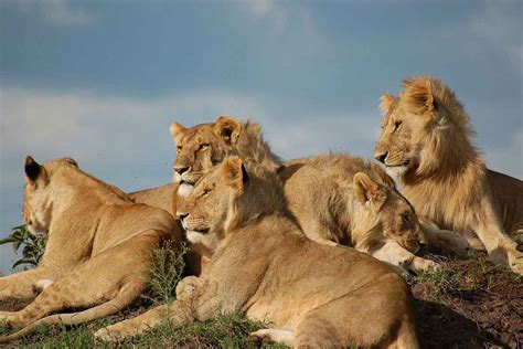 Our Top 10 Kenya Safari Tours And Vacations Go2africa