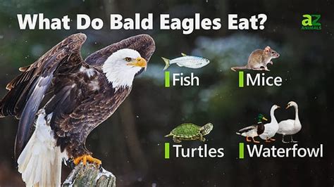 Bald Eagle - A-Z Animals