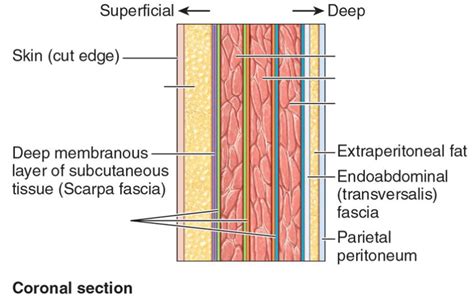 Anterolateral Abdominal Wall Fascia Layers Diagram | Quizlet