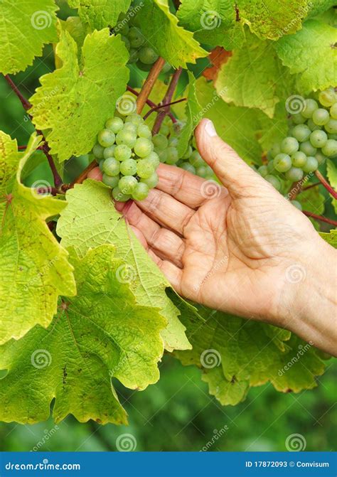 Hand Picking Green Grapes Stock Photos - Image: 17872093