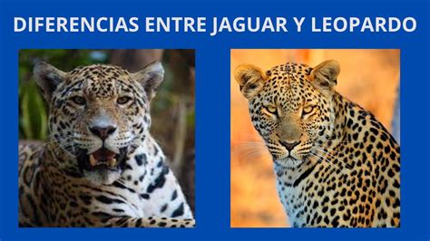 Diferencia Entre Jaguar Y Leopardo YouTube