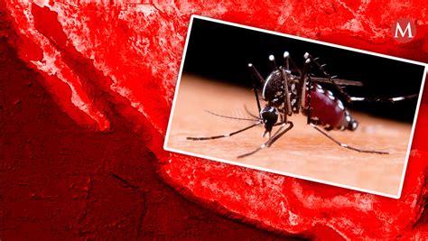 Casos De Dengue En M Xico Cu Les Son Los Estados M S Afectados Grupo