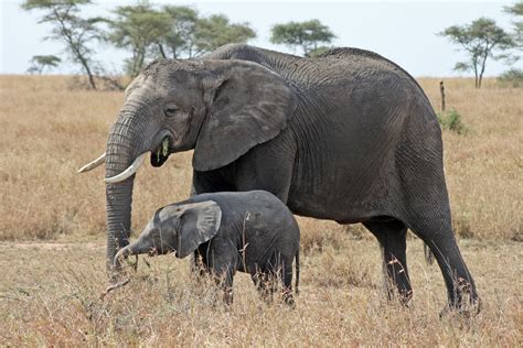 Elephant with calf - Namayiana Safaris