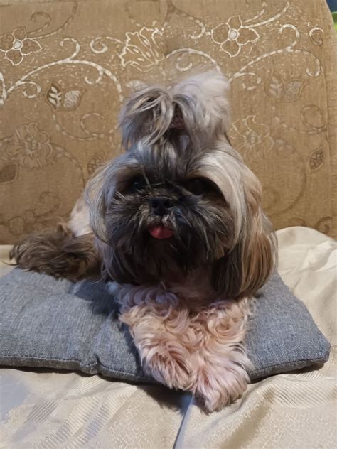 Shih tzu dorosła suczka Rudniczek OLX pl