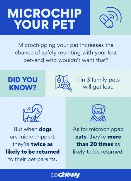 What Is A Pet Microchip The 411 On Microchipping Dogs And Cats Bechewy