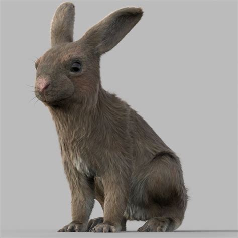 Kaninchen Furrigged 3d Modell 147 Unknown Fbx Ma Stl Obj Free3d