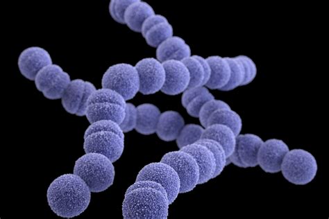 Streptococcus Pyogenes