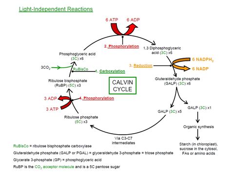 Steps Of Calvin Cycle