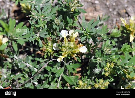 Mountain Germander Berg Gamander Teucrium Montanum Hegyi Gamandor