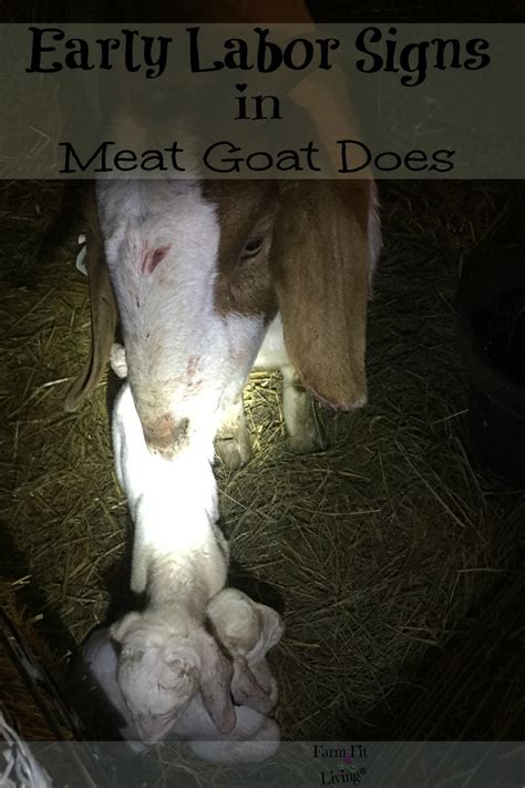 Early Labor Signs in Meat Goat Does | Farm Fit Living