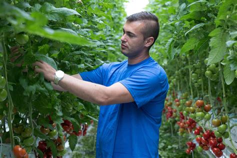 Regionalität Gemüsebau Steiner Gemüsebau Steiner