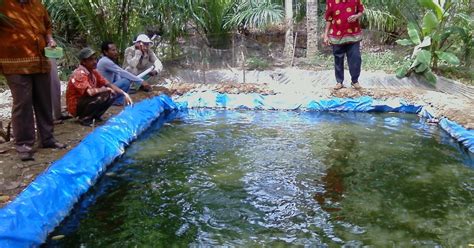 Cara Budidaya Ikan Nila Di Kolam Terpal Untuk Pemula Ruang Space