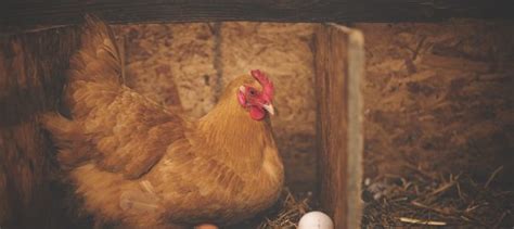 Medidas De Ponederos Nidos Para Gallinas Gran Variedad