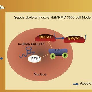 A Molecular Mechanism Map Depicting The Role Of The Lncrna