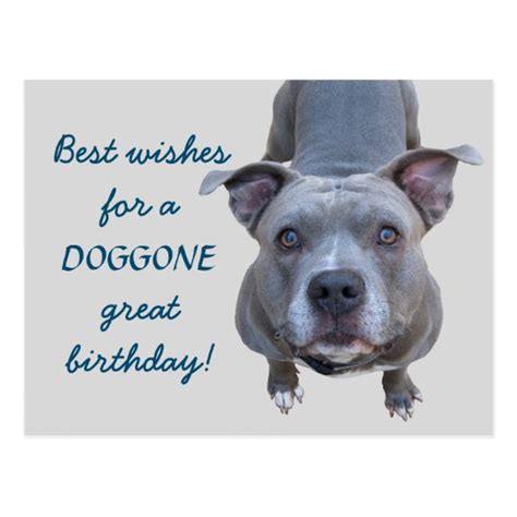 Pitbull Doggone Great Birthday Postcard