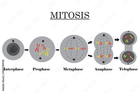 Mitosis. Cells with Chromosomes. Stages of Cell Division diagram ...